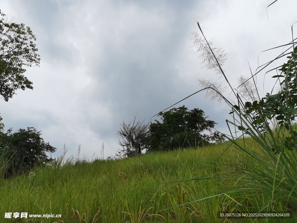 绿意盎然的草地与天空