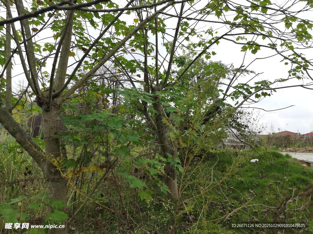 野外繁茂的树木与绿植