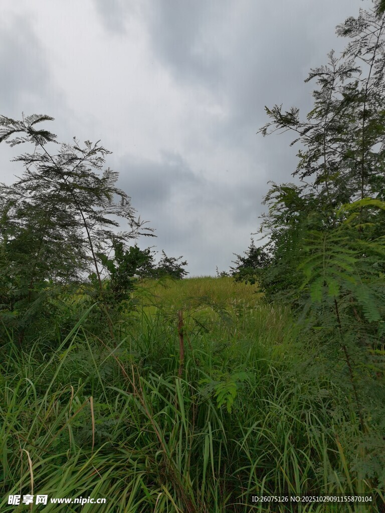 野外茂密草地与树木景观