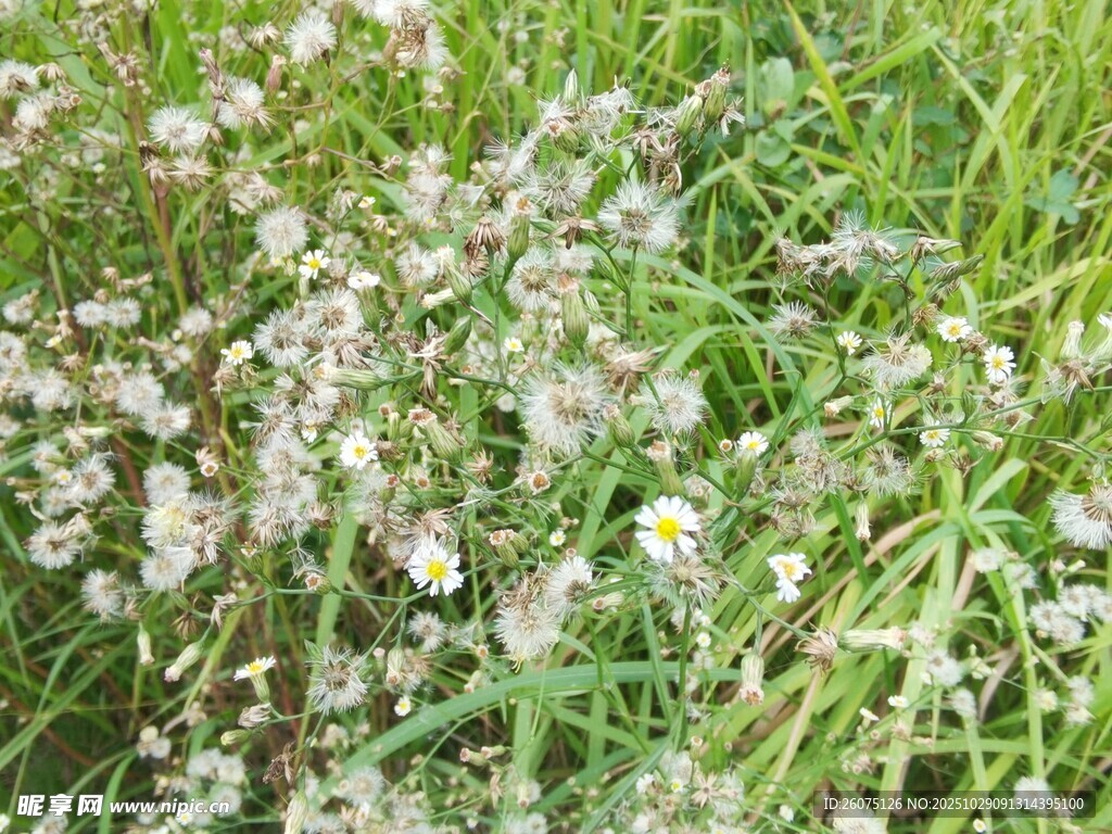 草丛中的白色小花