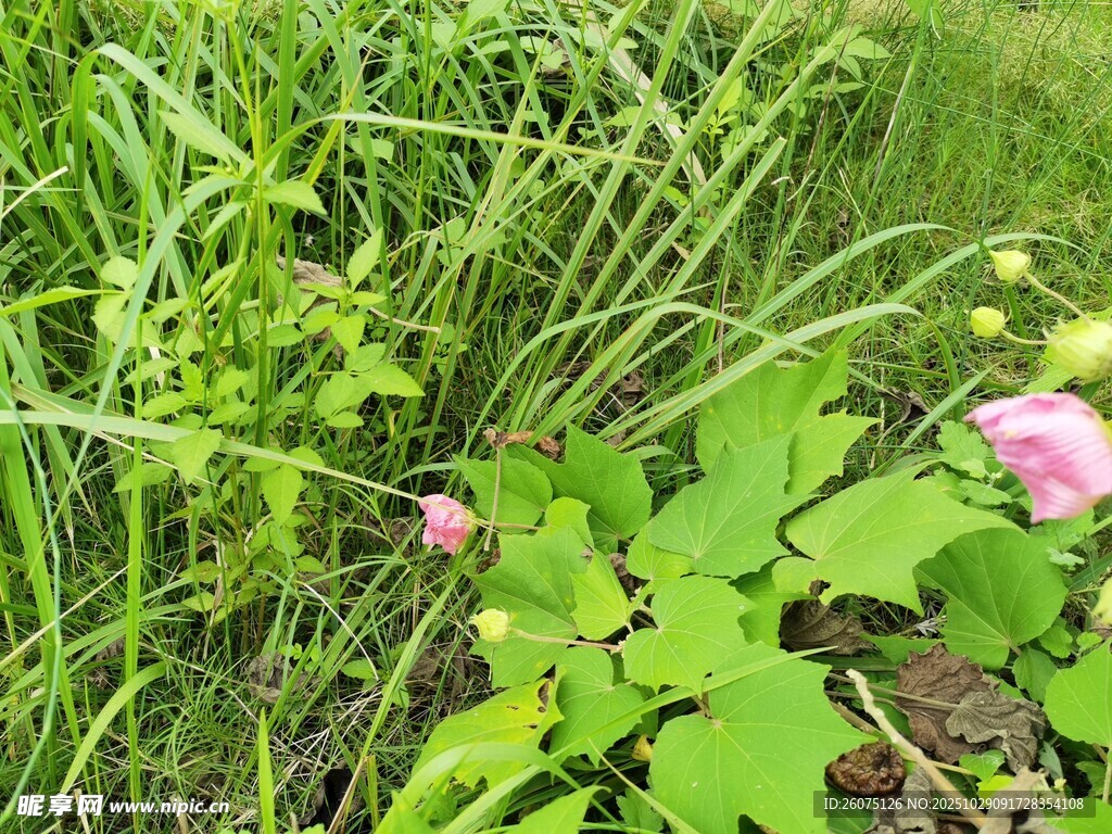 草丛中的娇艳粉色花朵