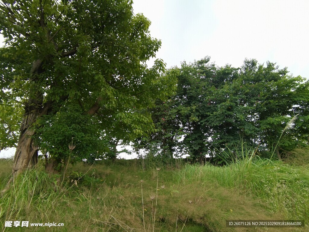 野外绿树与草地景观