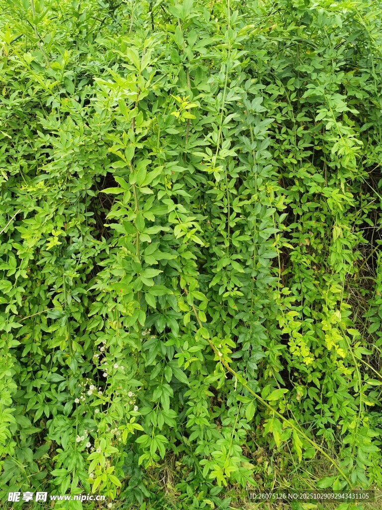 翠绿藤蔓植物景观