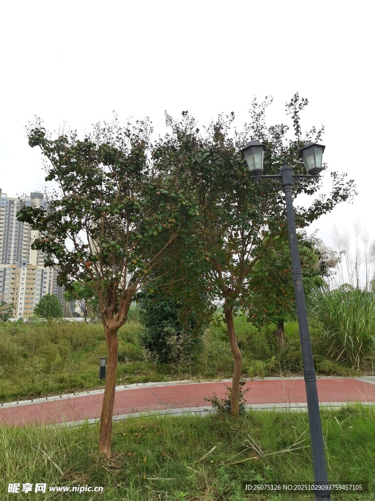 公园中的绿树与路灯