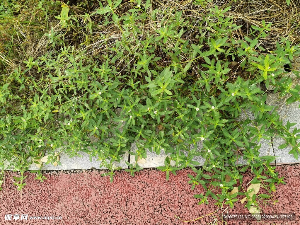 墙边绿植生机盎然