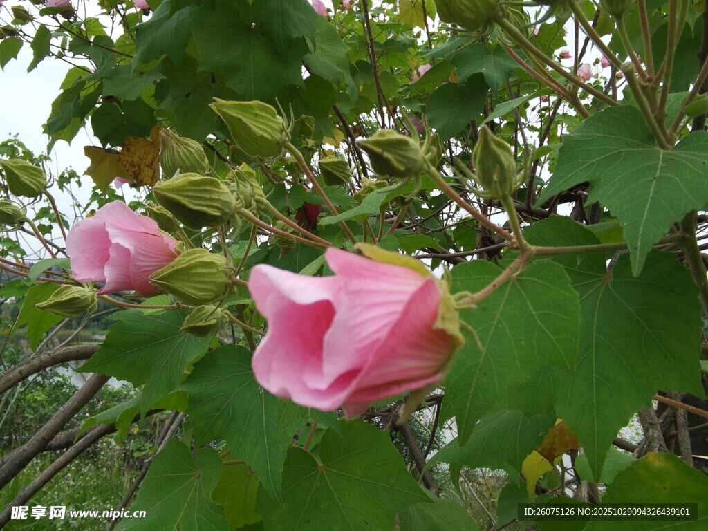 两朵娇艳木槿花