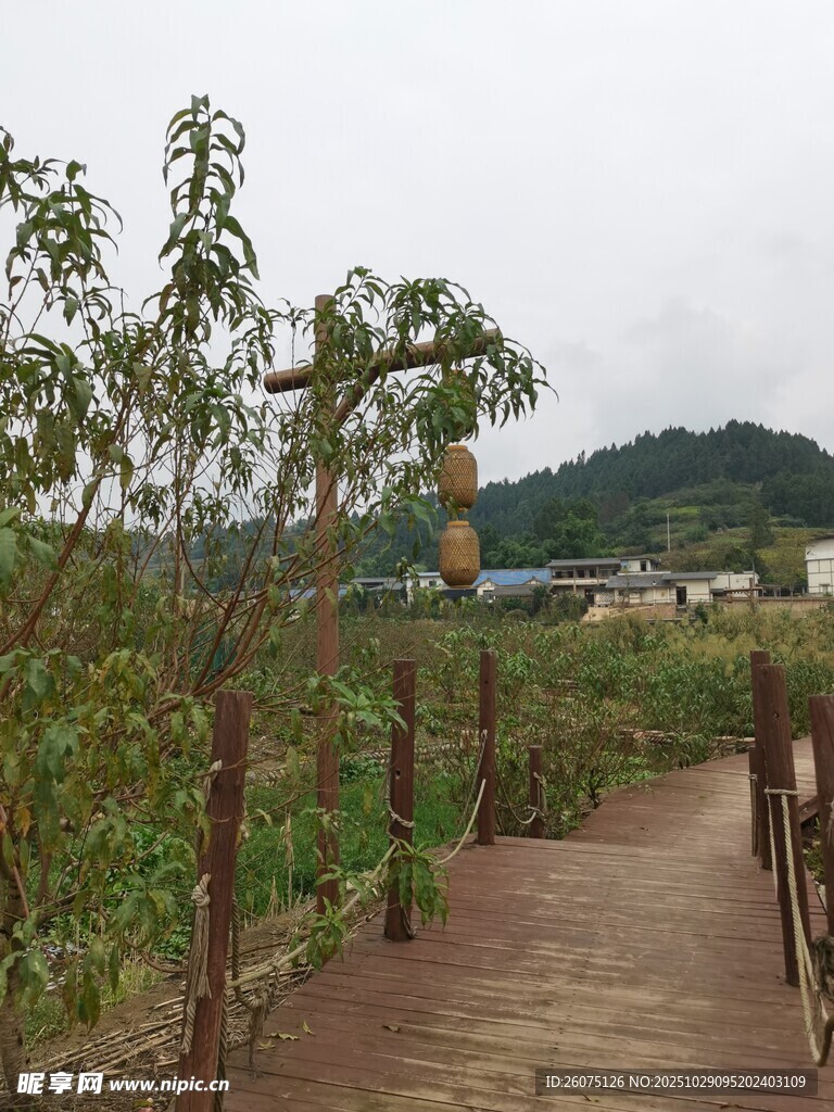 乡间木栈道旁的绿植景观
