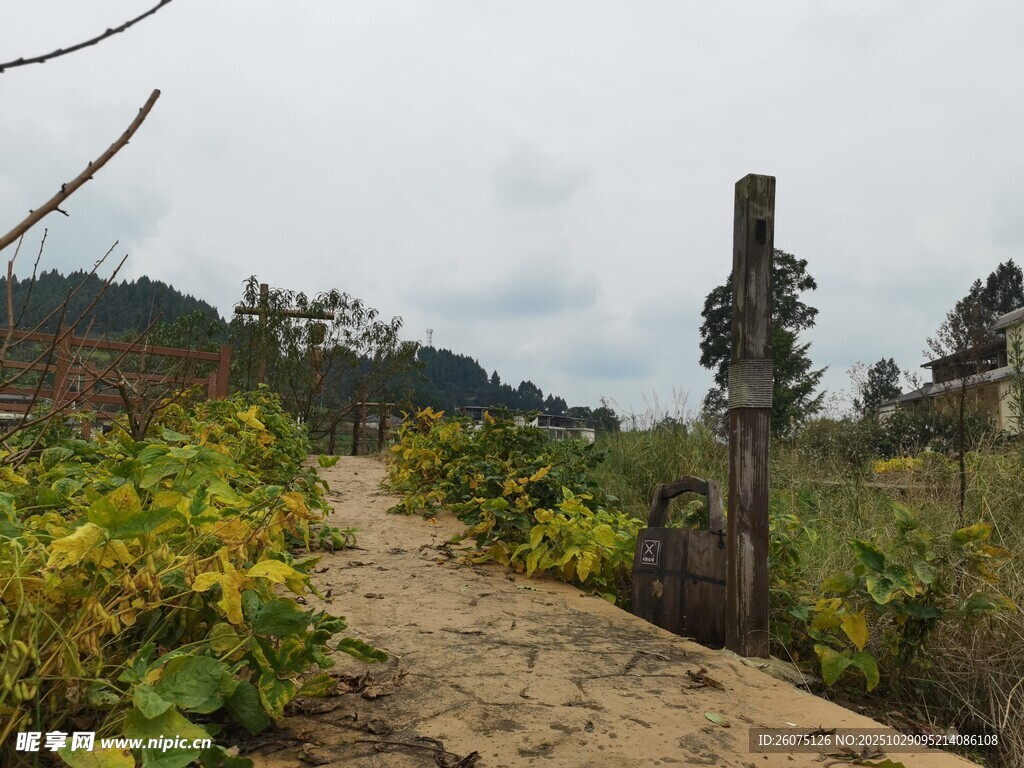 山间泥泞小径绿植相伴