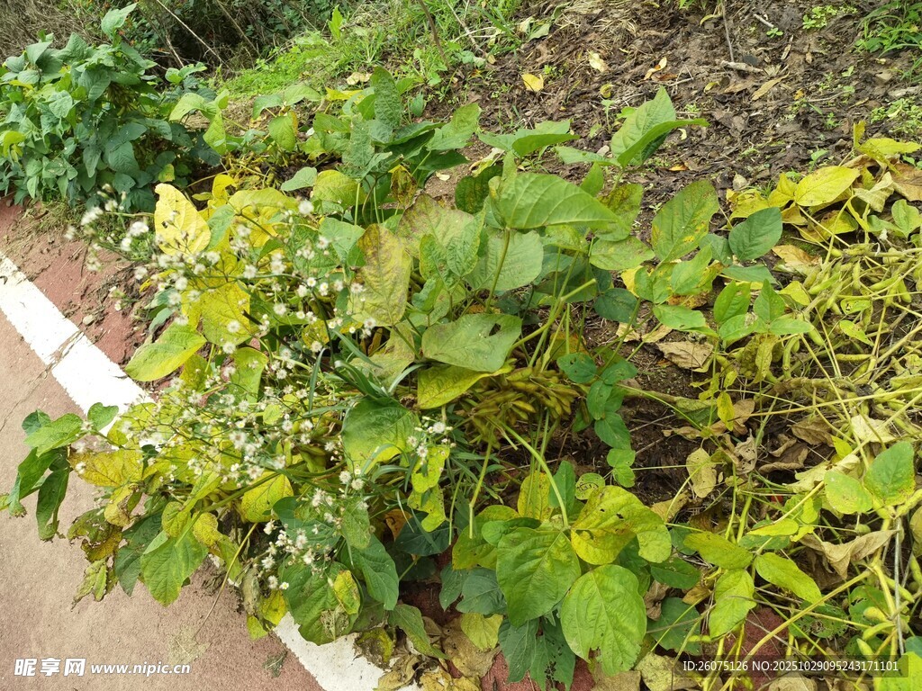 路边生长的繁茂绿色植物