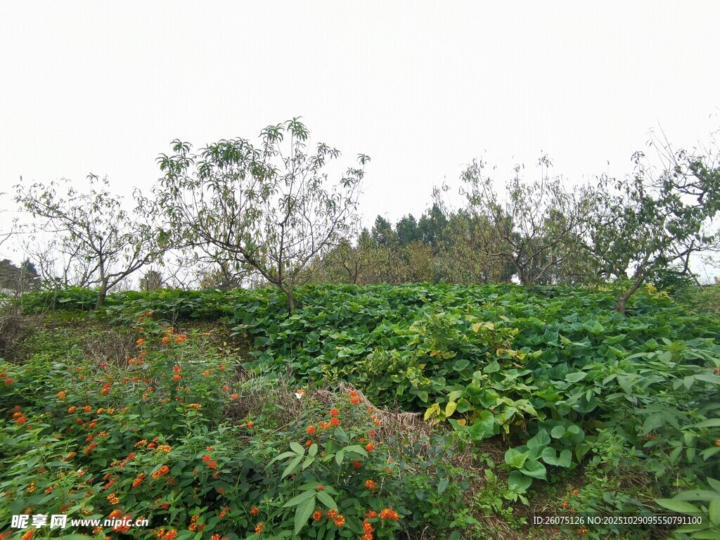 绿意盎然的野外植物景观