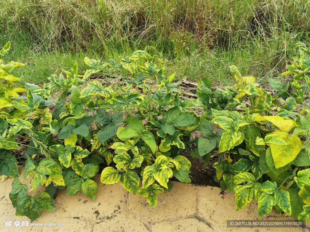 干裂土地上的盎然绿植