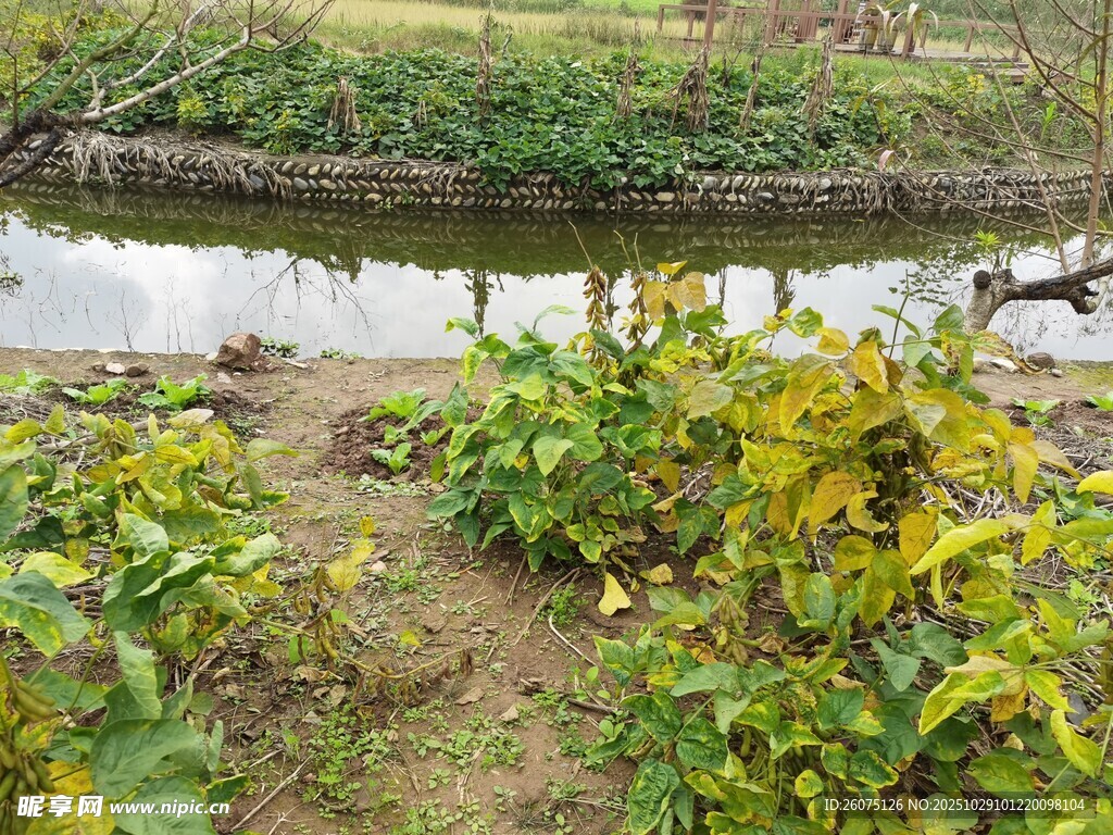 田园水渠边的繁茂植物