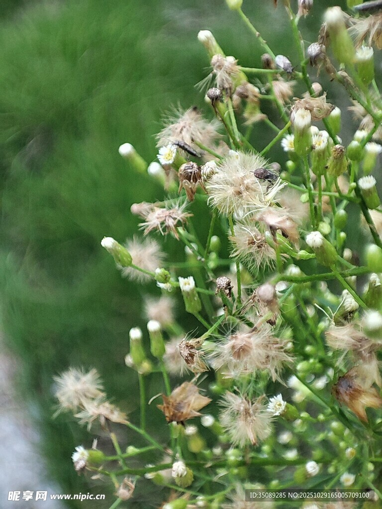 清新植物花卉特写