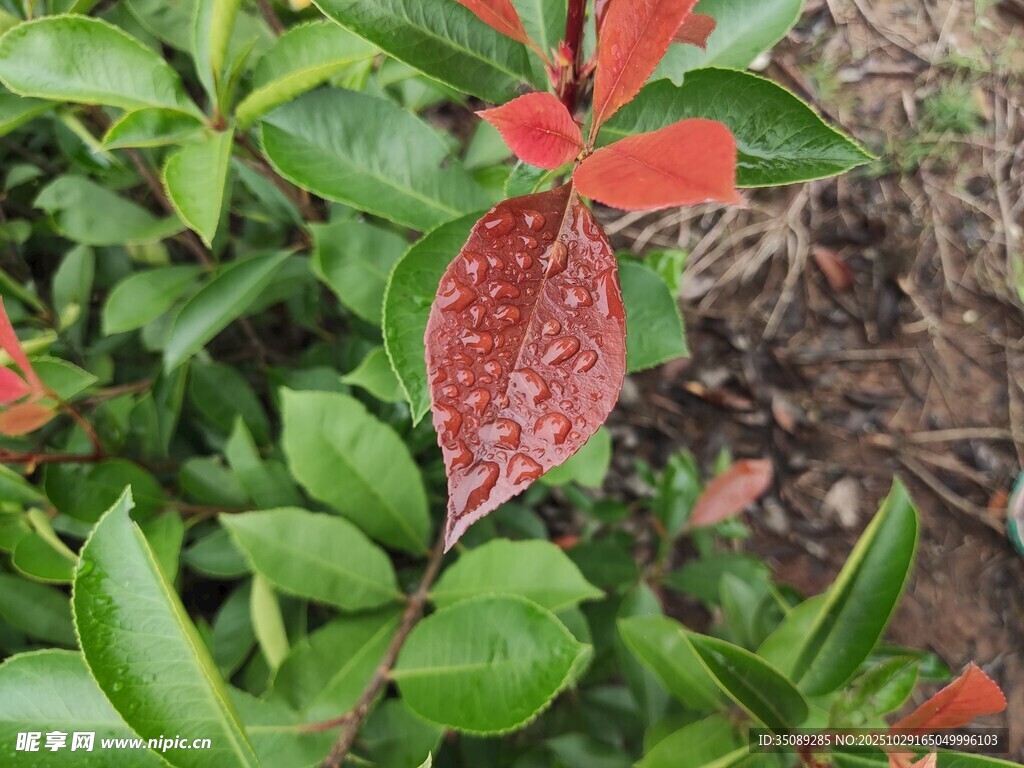 红绿叶植物特写