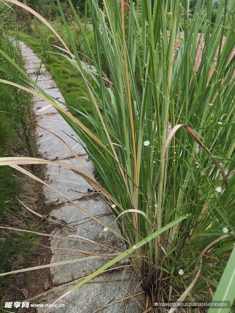 石径旁的葱郁绿植