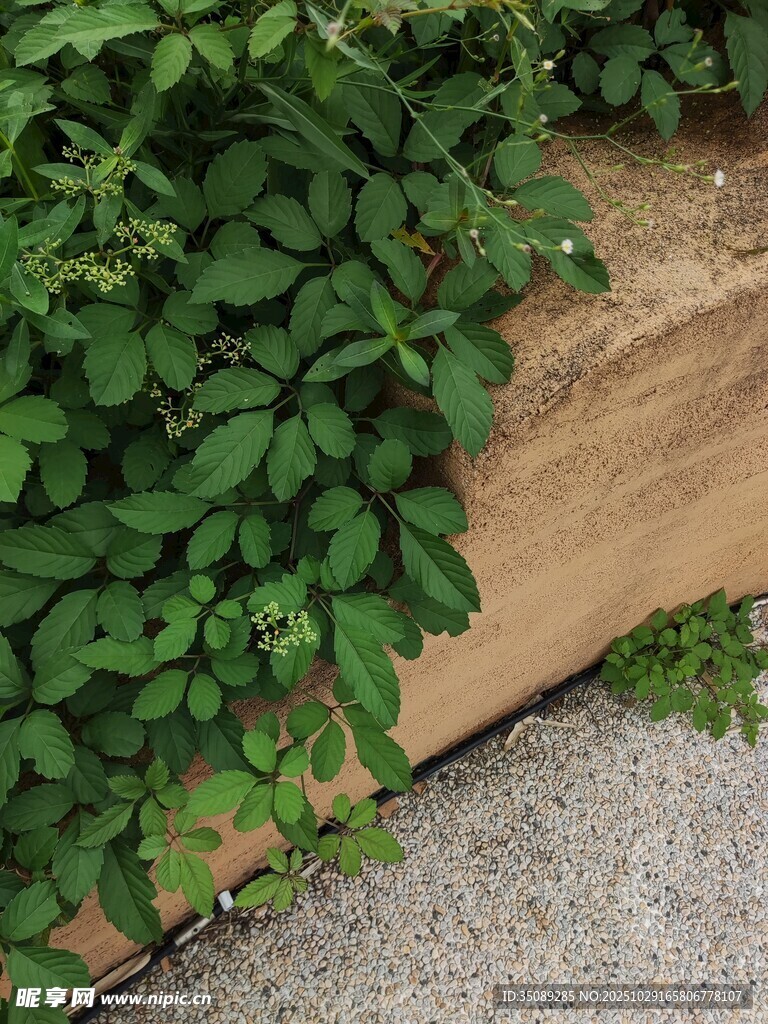 墙边翠绿藤蔓植物景象