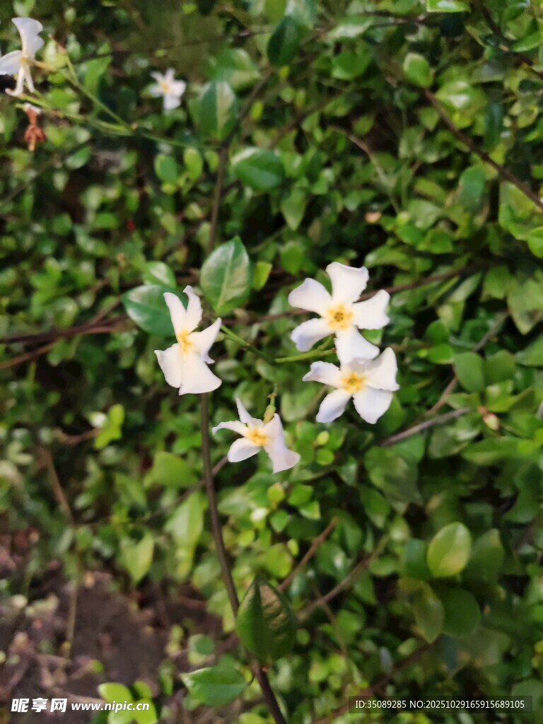 白色小花绽放于绿叶间