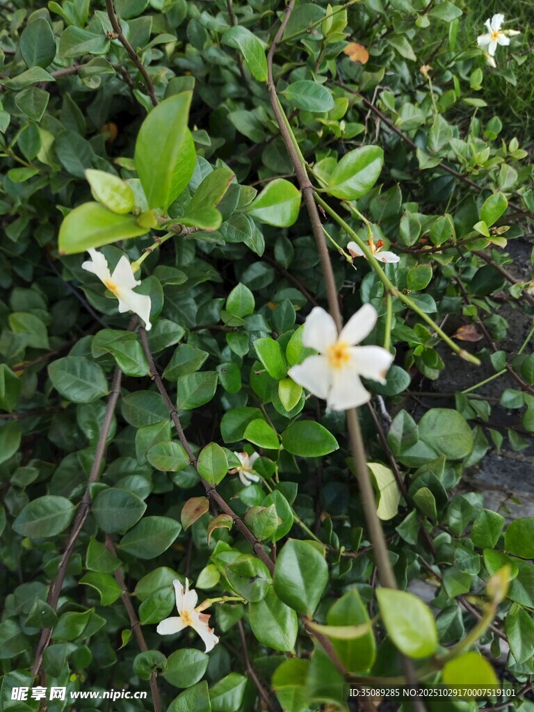 绿叶间绽放的白色小花