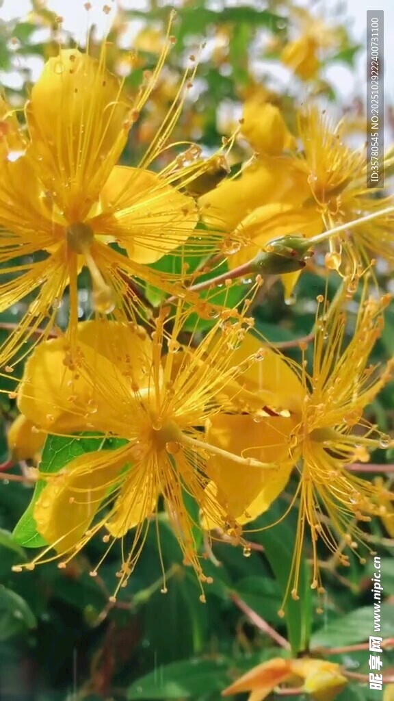 金黄金丝桃花绽放