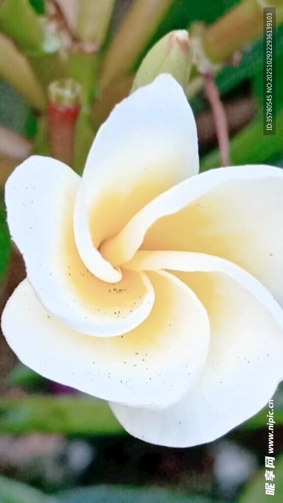 绽放的白色鸡蛋花