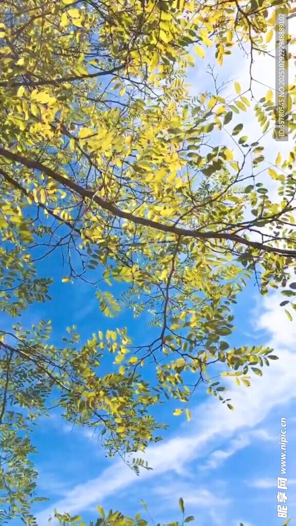 蓝天映衬下的繁茂枝叶