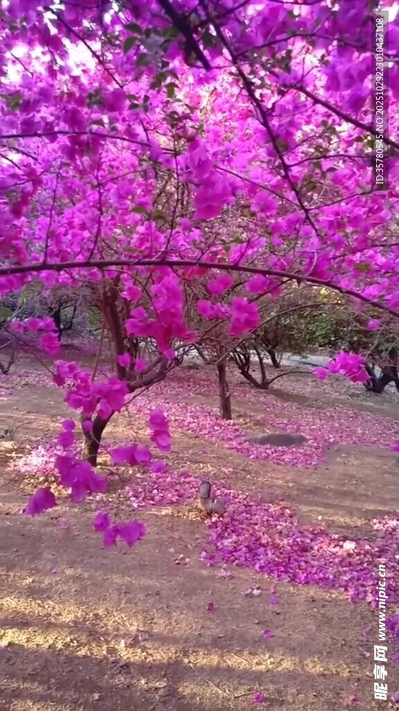 烂漫紫花树春日迷人景