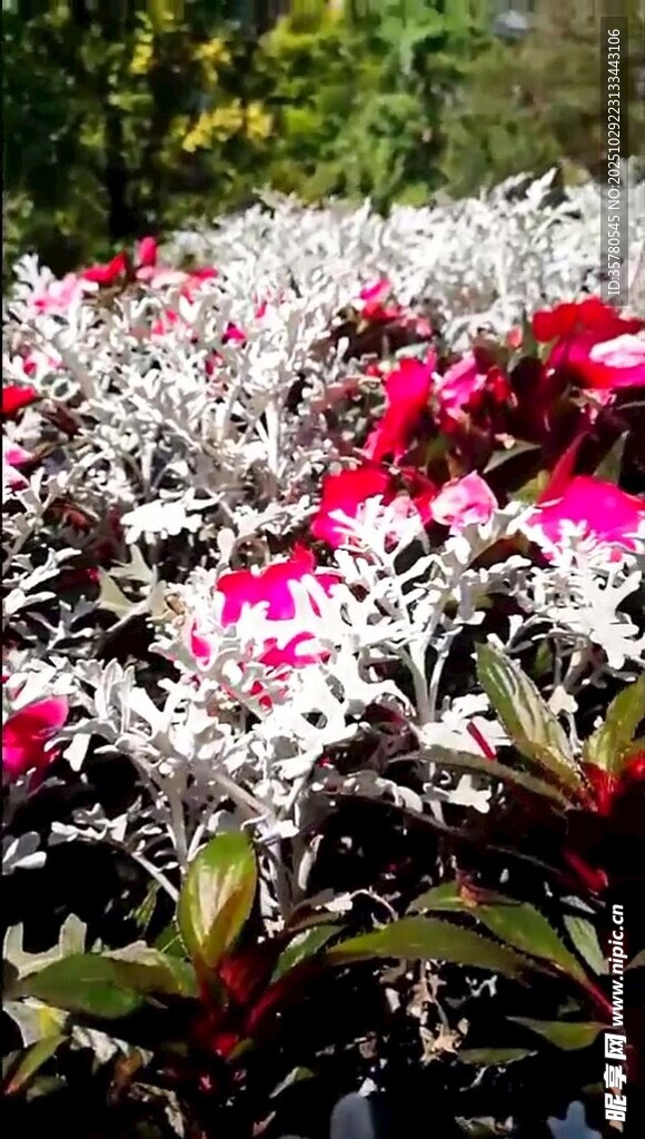 多彩花卉绽放生机