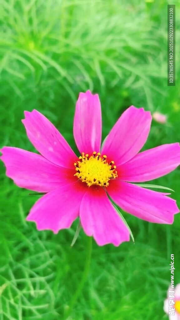 娇艳粉色格桑花