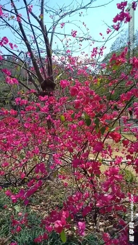 春日烂漫盛开的艳丽繁花
