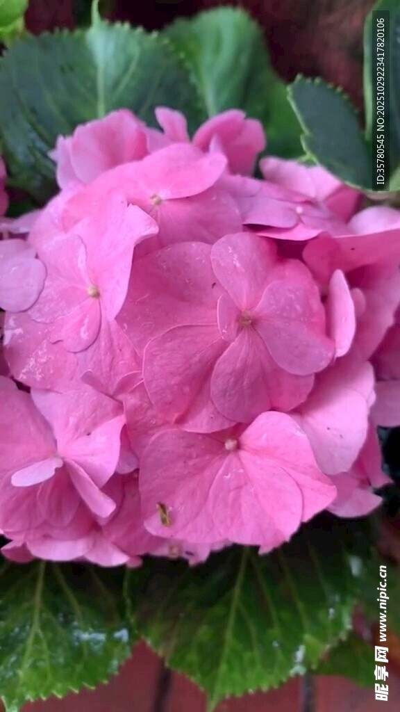 娇艳粉色绣球花绽放