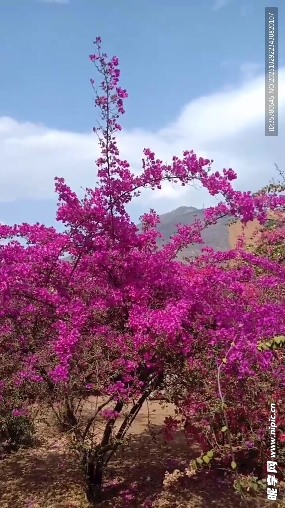 烂漫紫花绽放蓝天之下