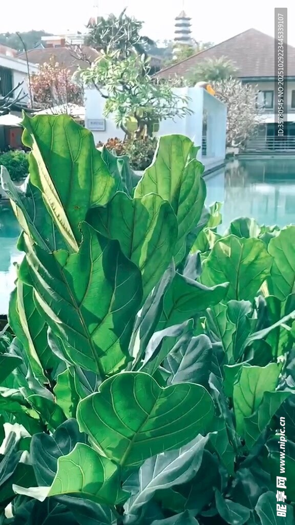 庭院中的葱郁绿植