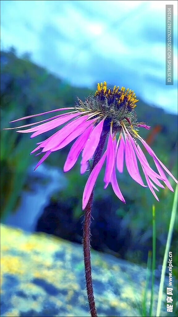 紫色松果菊特写