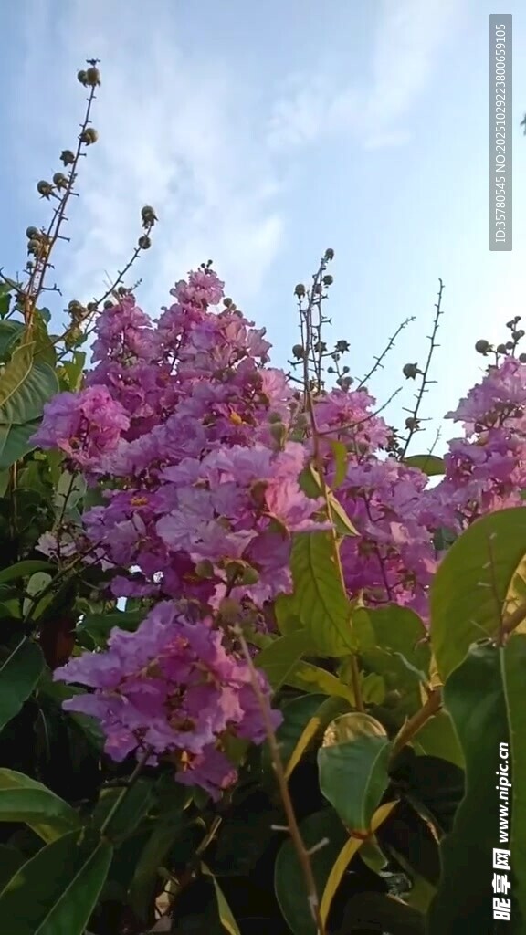 绽放的紫色花卉