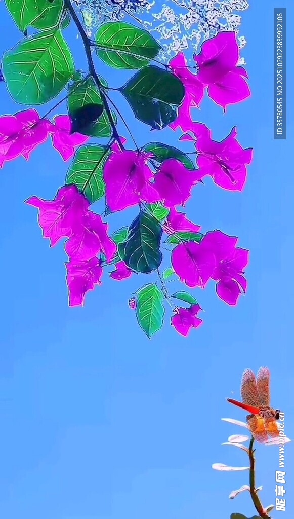 蓝天下绽放的三角梅与蜂鸟