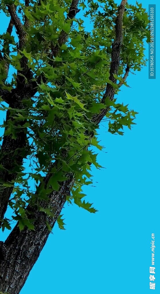 蓝天绿树生机盎然的景象