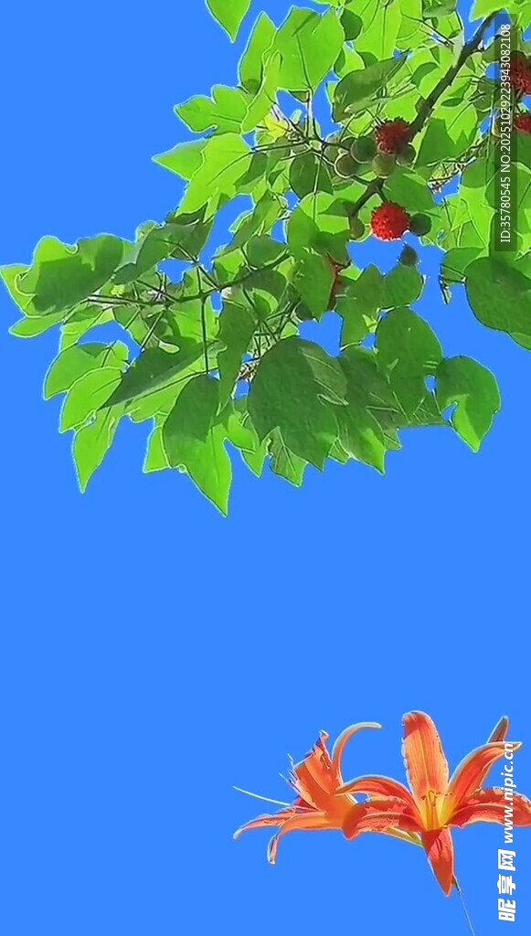 蓝天绿叶间的艳丽花朵