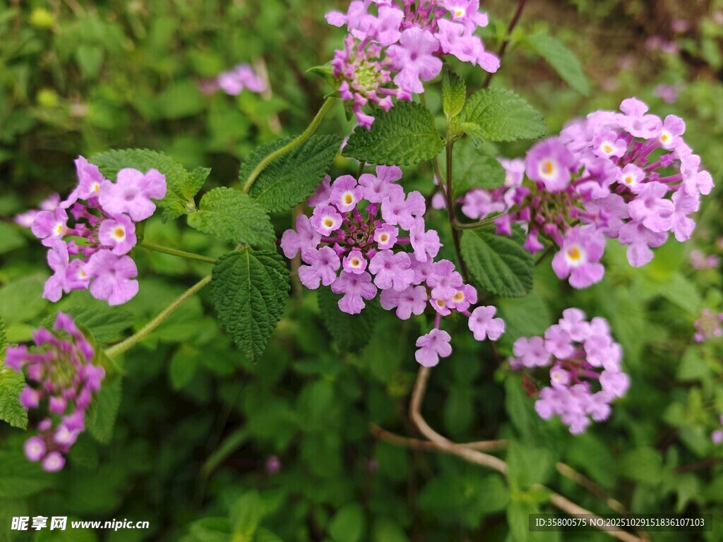 紫色小花绽放于绿叶间