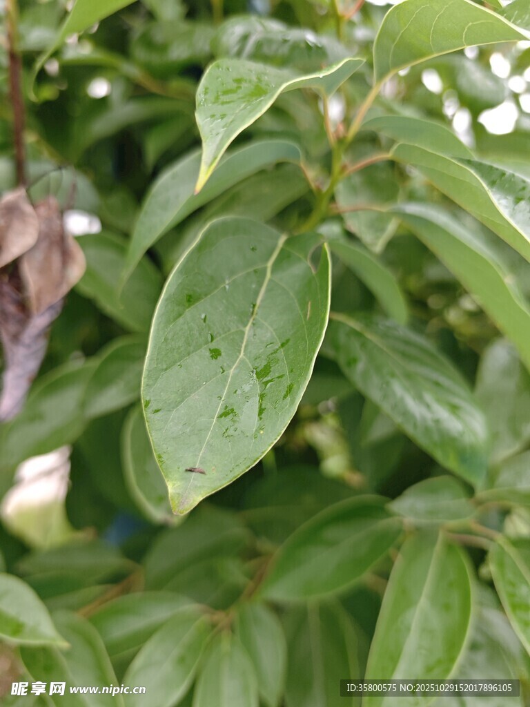 绿叶间的神秘景象