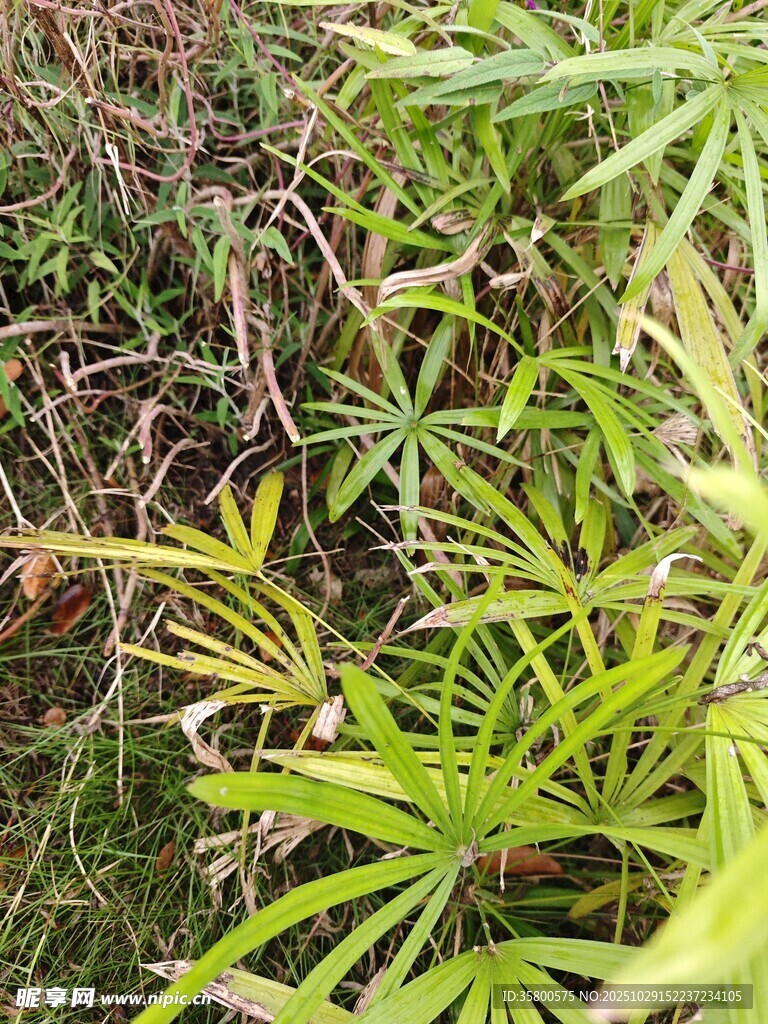 翠绿繁茂的野生植物