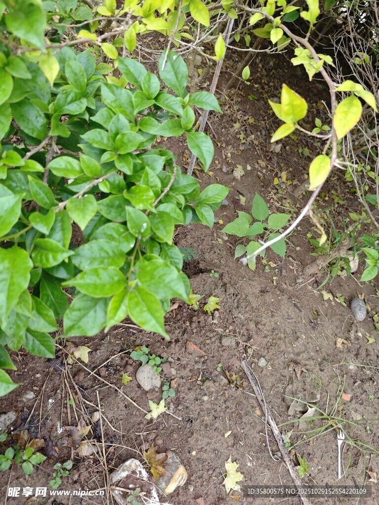 绿叶植物与泥土景象