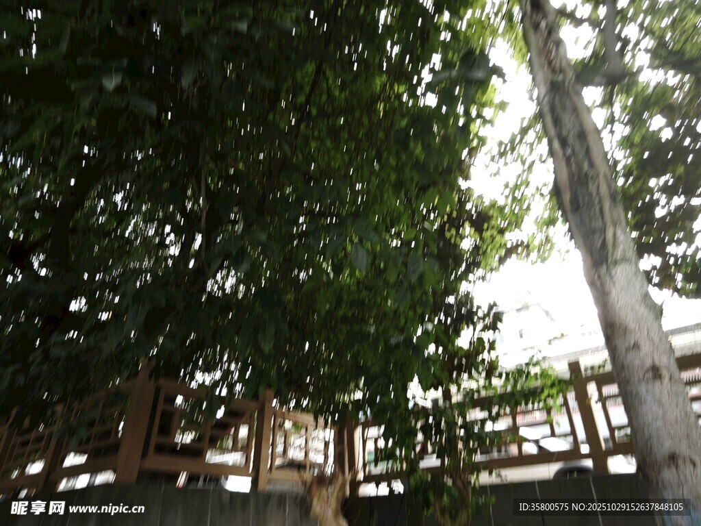 绿荫下的户外景致