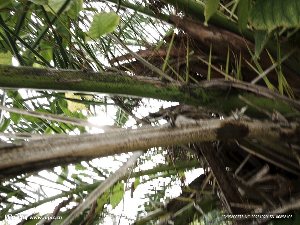 丛林中的简易竹制树屋