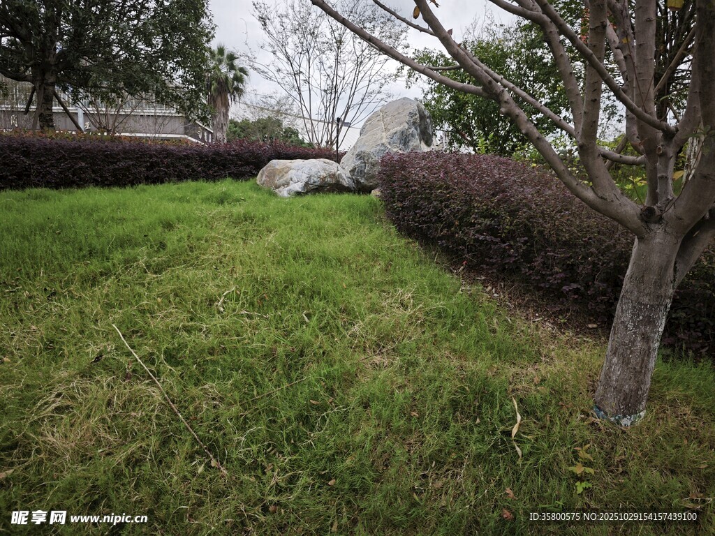 户外草地旁的树木与灌木
