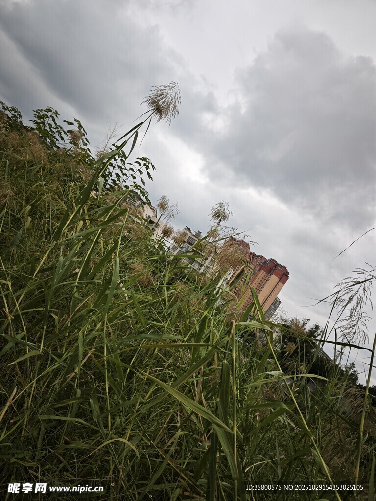 阴天草地旁的建筑物