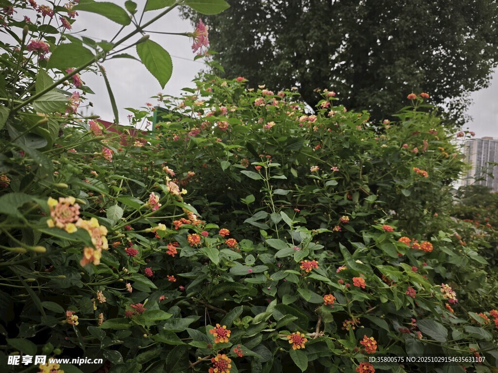 繁花盛开的绿植景观