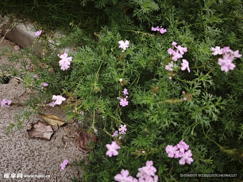 绽放的粉色小花