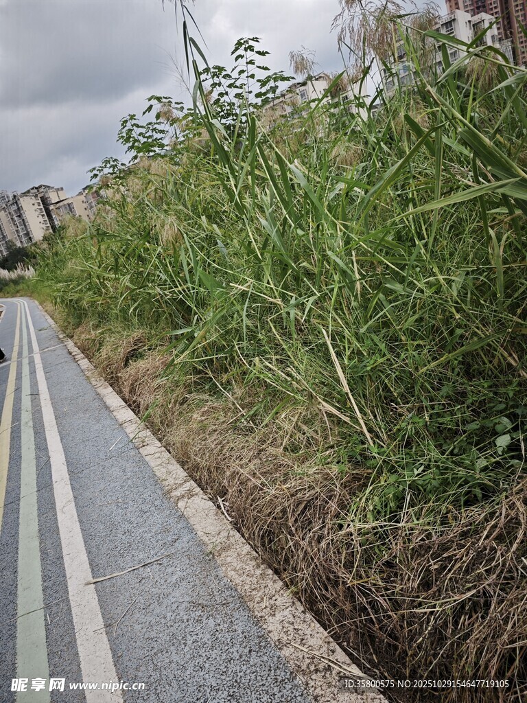 路边茂盛野草与步道