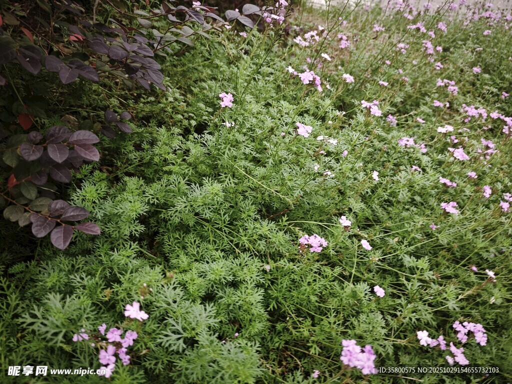 繁花似锦的绿色植物景观