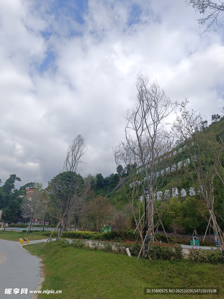 户外自然风光道路与树木